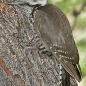 Arizona Woodpecker